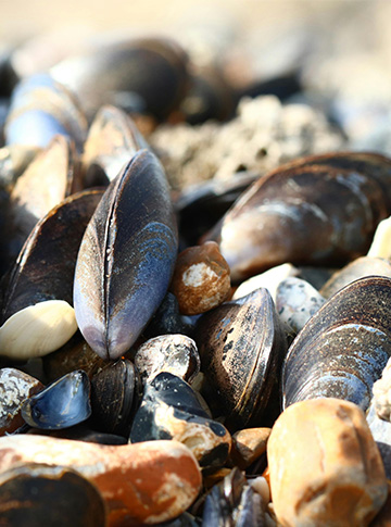 Picture of mussels