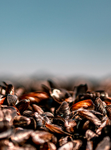 Picture of mussels